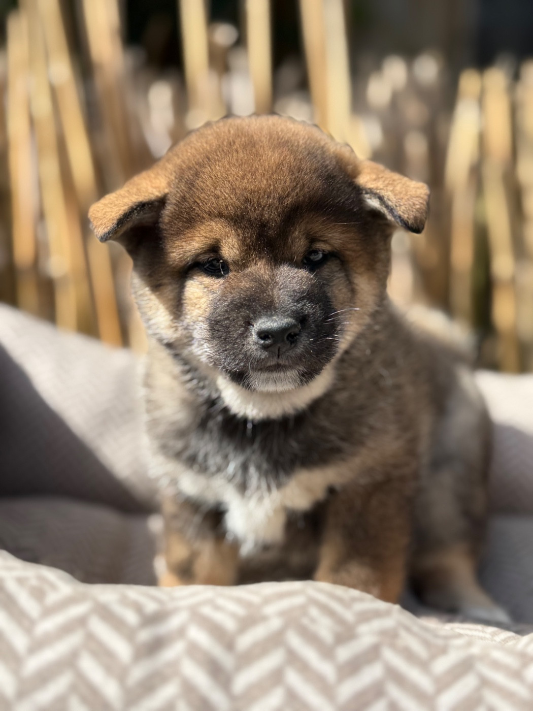 du Domaine du Clos Benoît - Chiots disponibles - Shiba