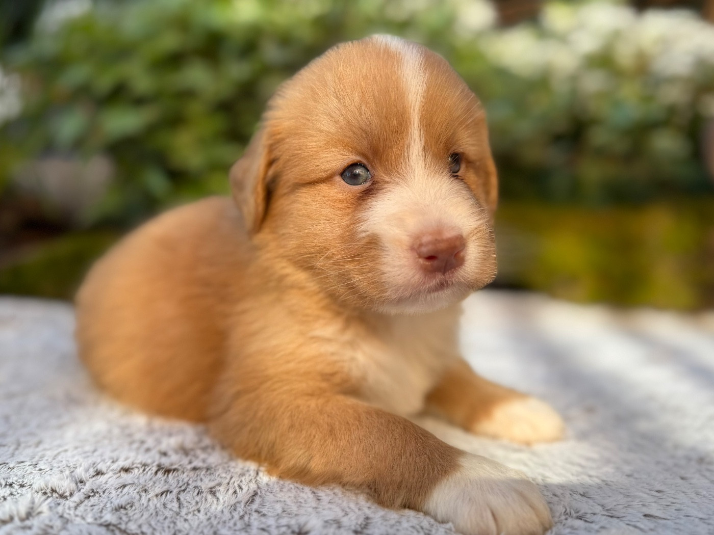 du Domaine du Clos Benoît - Chiots disponibles - Retriever de la Nouvelle-Ecosse