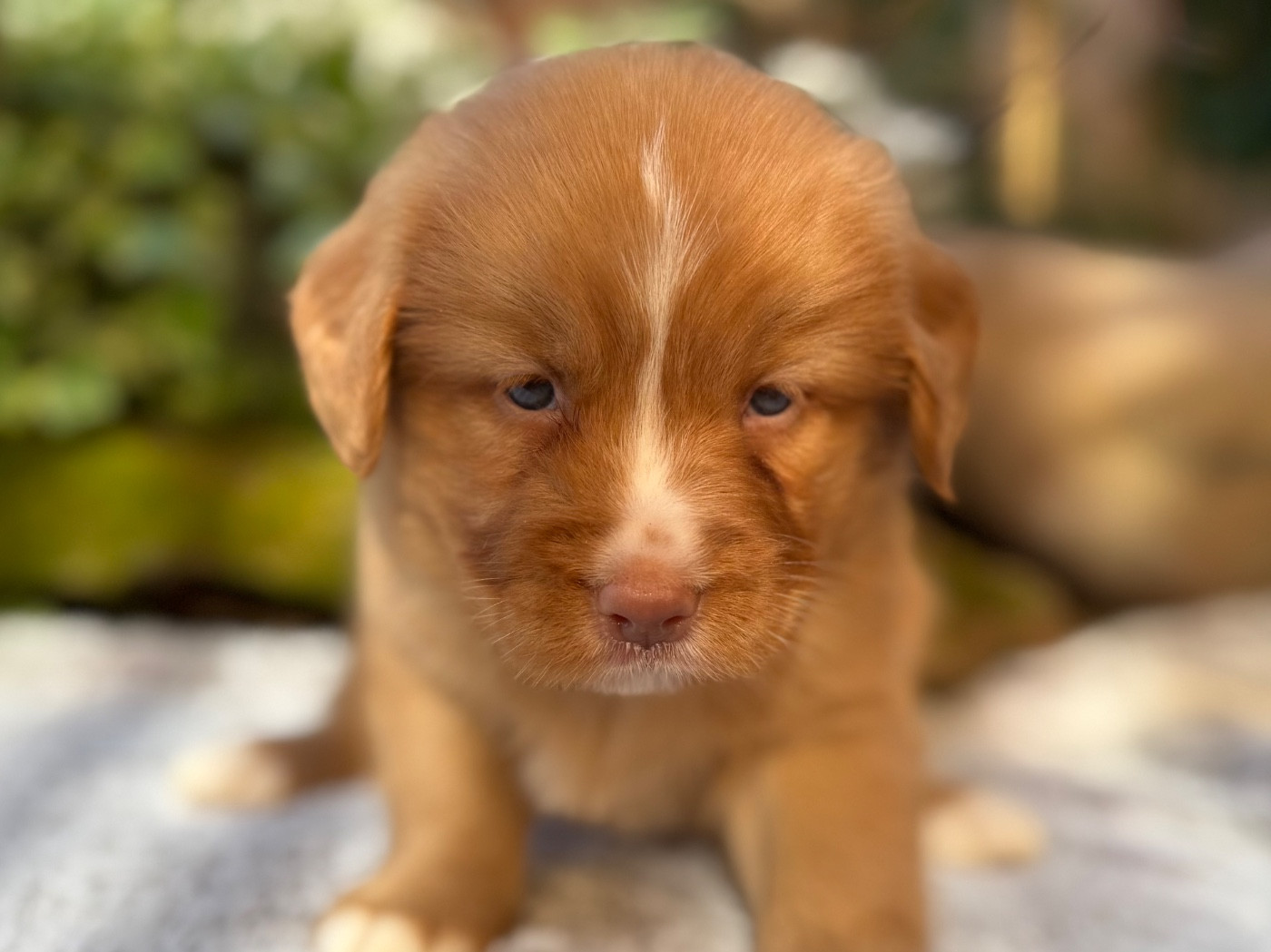 du Domaine du Clos Benoît - Chiots disponibles - Retriever de la Nouvelle-Ecosse