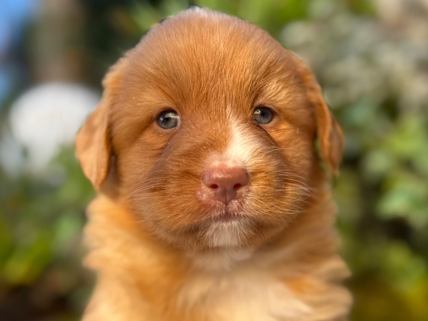 du Domaine du Clos Benoît - Chiots disponibles - Retriever de la Nouvelle-Ecosse