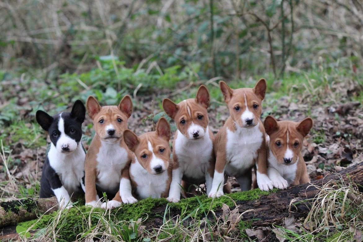 du Domaine du Clos Benoît - Chiots disponibles - Basenji