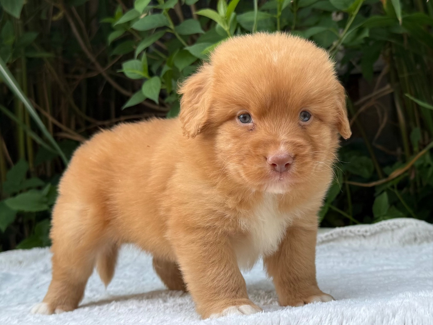 du Domaine du Clos Benoît - Chiots disponibles - Retriever de la Nouvelle-Ecosse