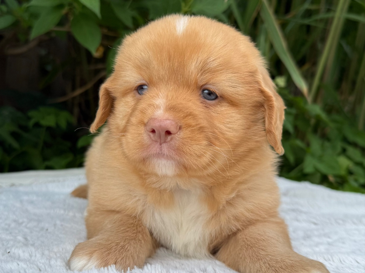 du Domaine du Clos Benoît - Chiots disponibles - Retriever de la Nouvelle-Ecosse