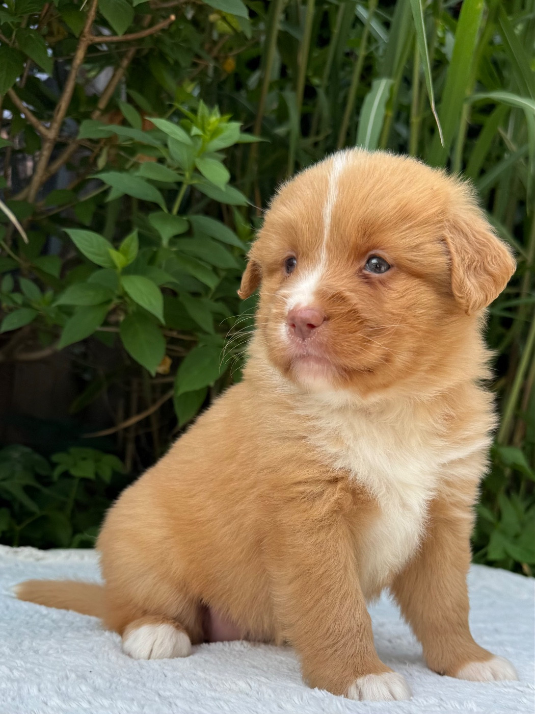 du Domaine du Clos Benoît - Chiots disponibles - Retriever de la Nouvelle-Ecosse