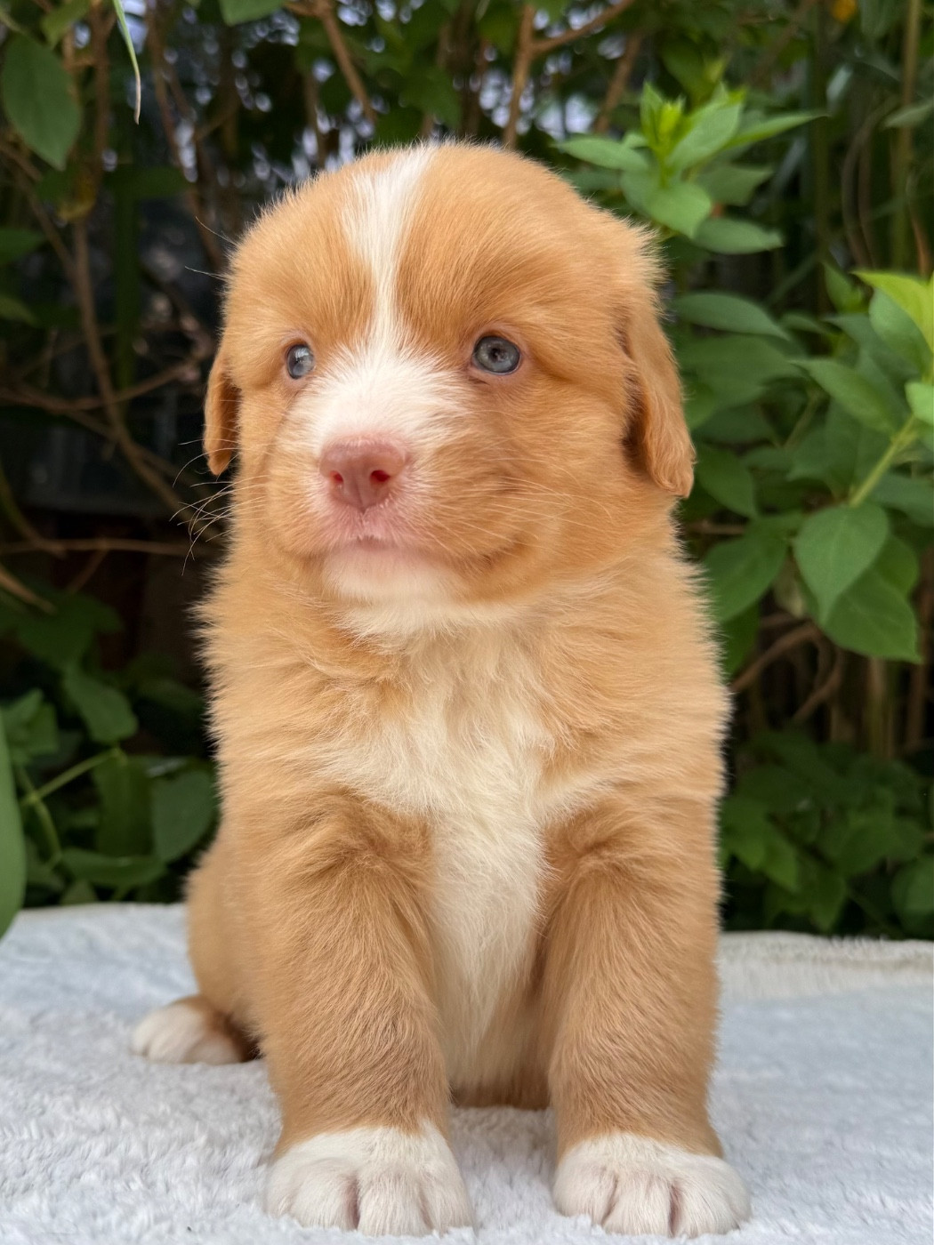 du Domaine du Clos Benoît - Chiots disponibles - Retriever de la Nouvelle-Ecosse