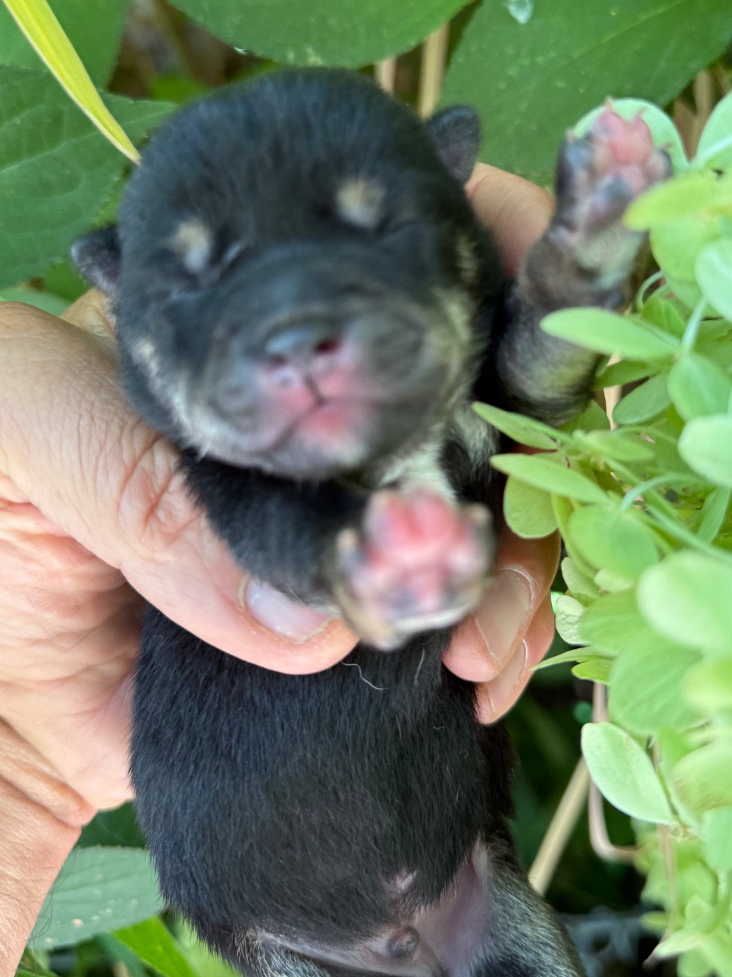 du Domaine du Clos Benoît - Chiots disponibles - Shiba