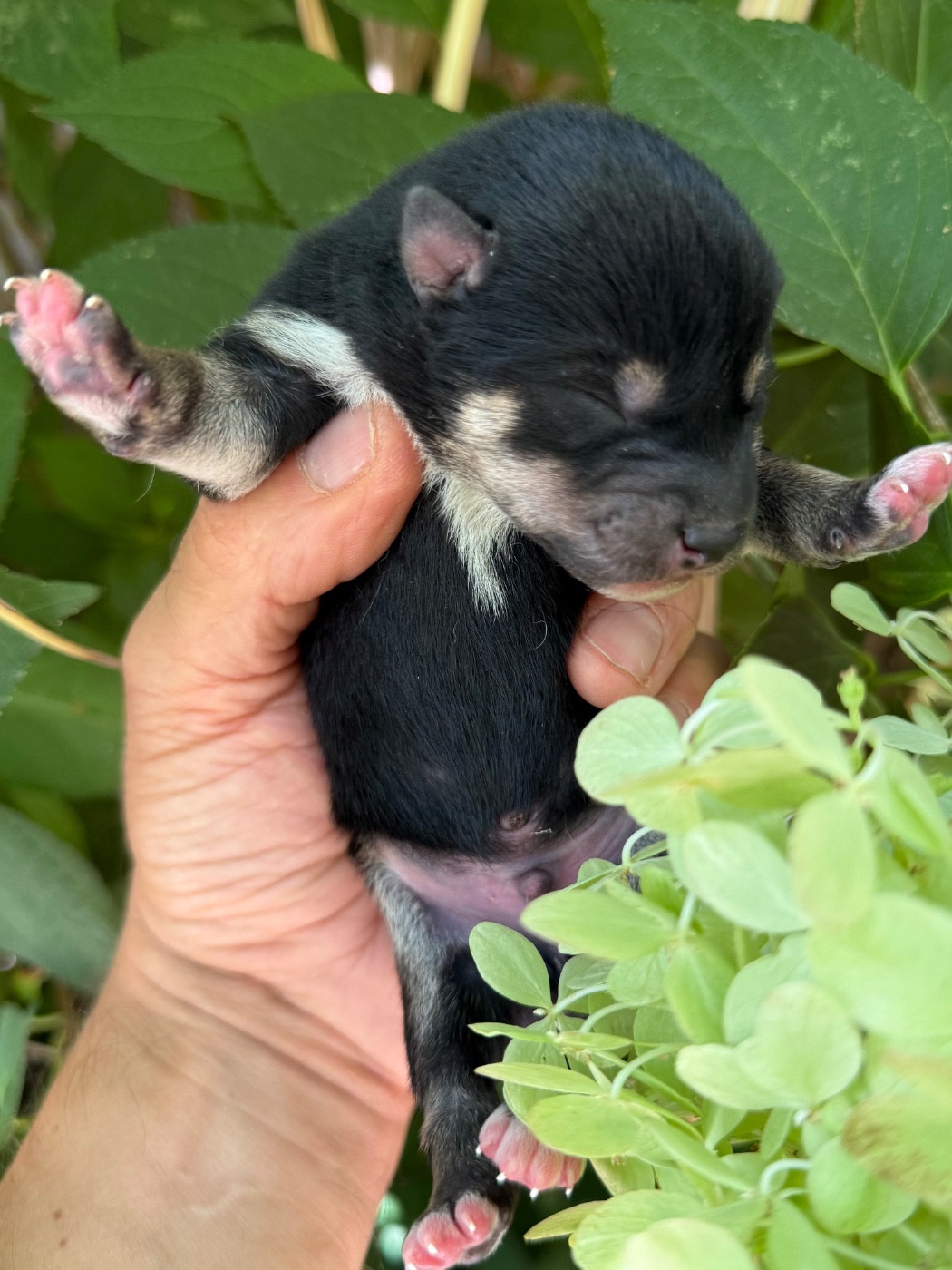du Domaine du Clos Benoît - Chiots disponibles - Shiba