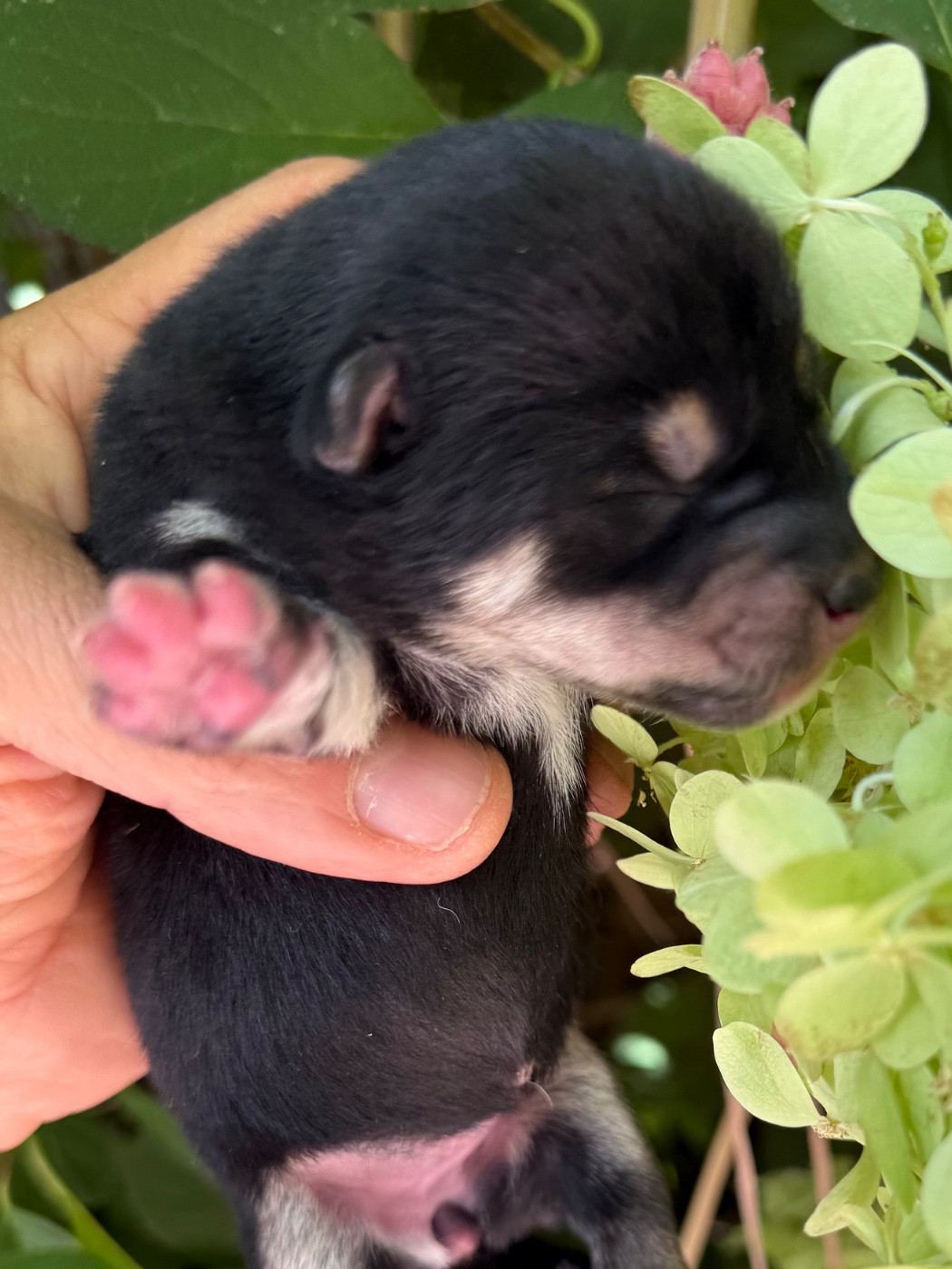 du Domaine du Clos Benoît - Chiots disponibles - Shiba