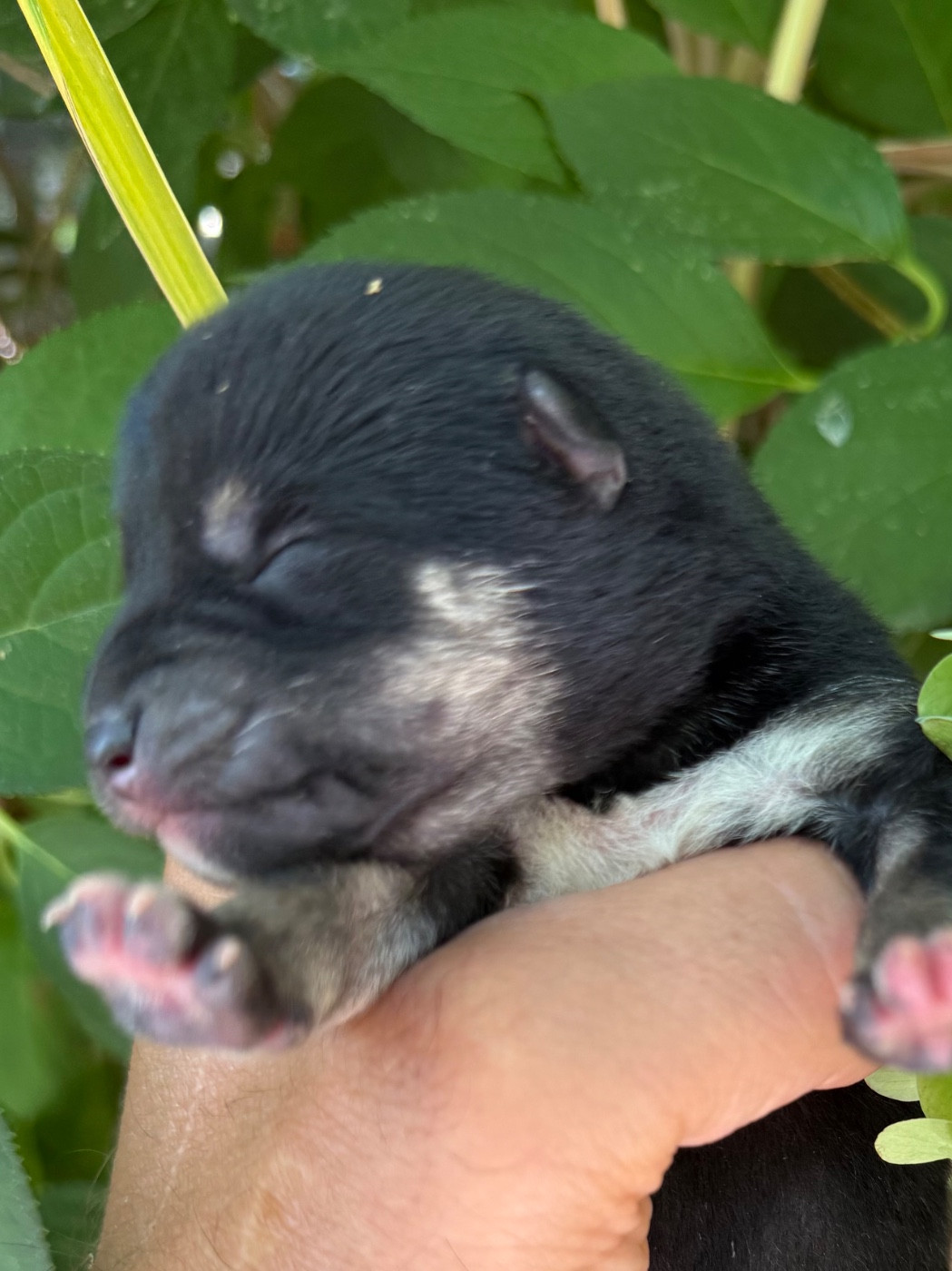 du Domaine du Clos Benoît - Chiots disponibles - Shiba