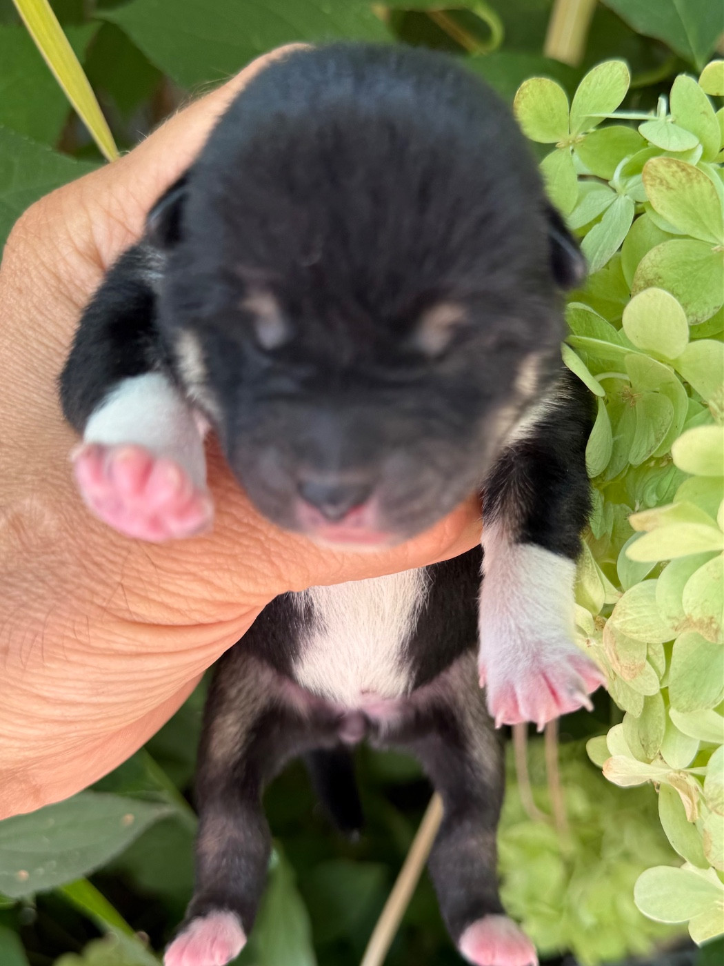 du Domaine du Clos Benoît - Chiots disponibles - Shiba