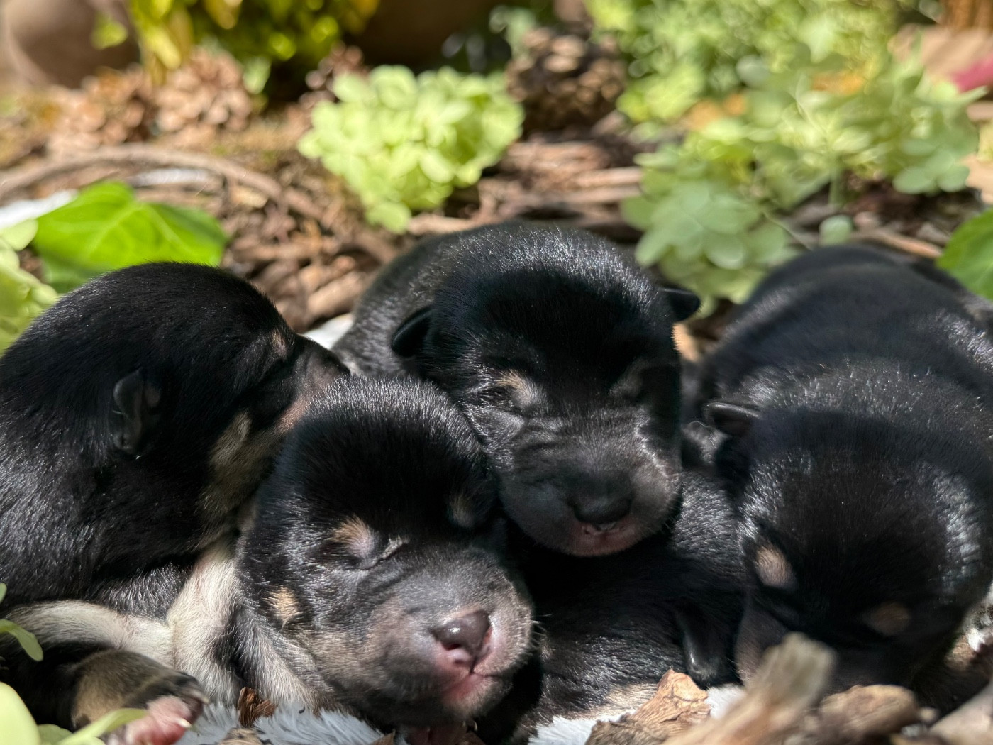 Chiot Shiba du Domaine du Clos Benoît