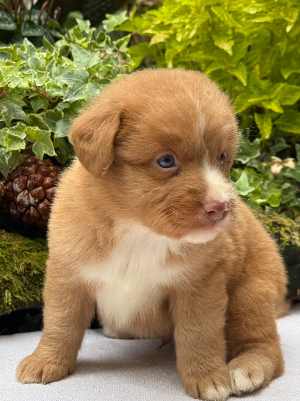 du Domaine du Clos Benoît - Chiots disponibles - Retriever de la Nouvelle-Ecosse