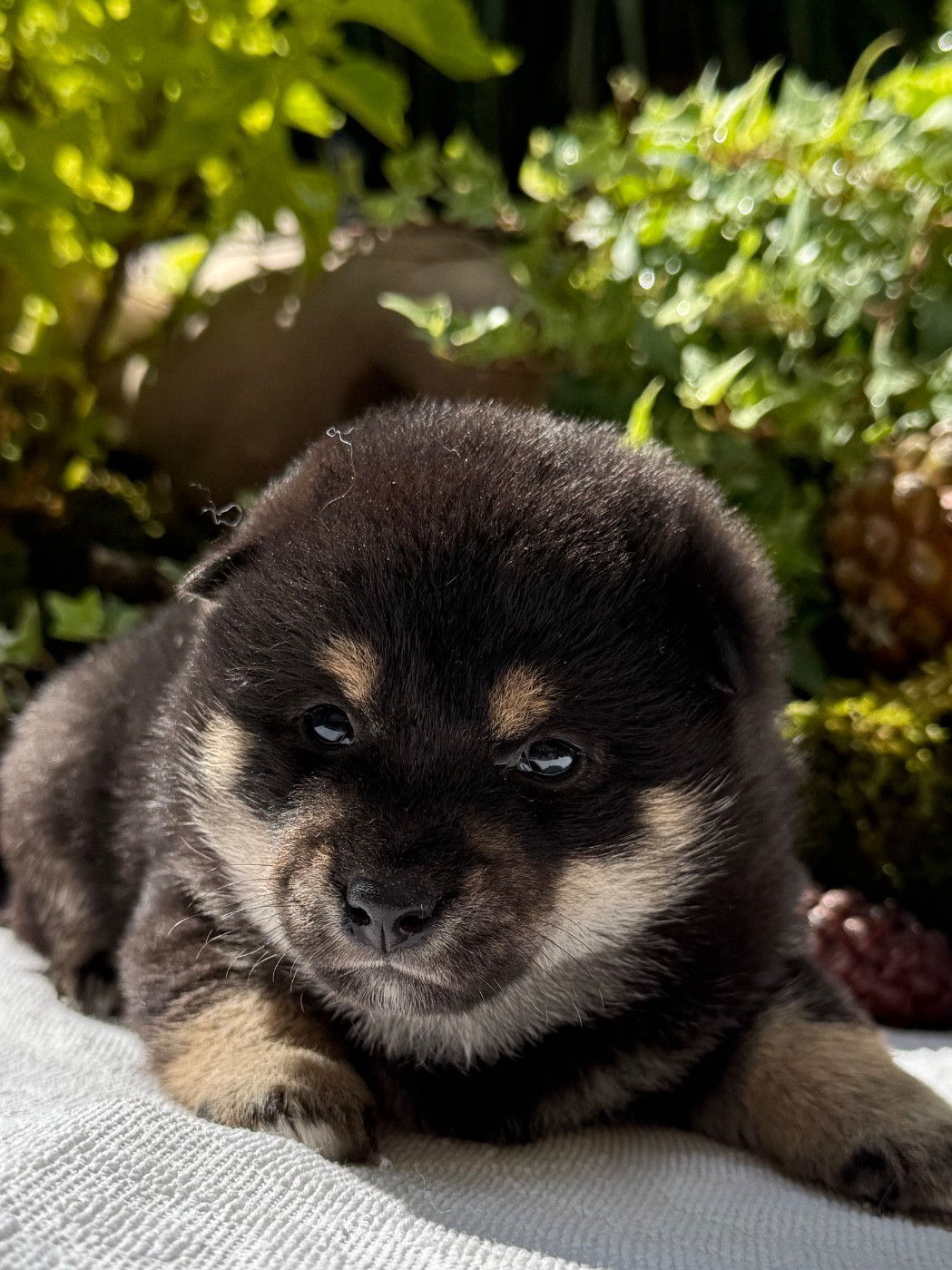 du Domaine du Clos Benoît - Chiots disponibles - Shiba