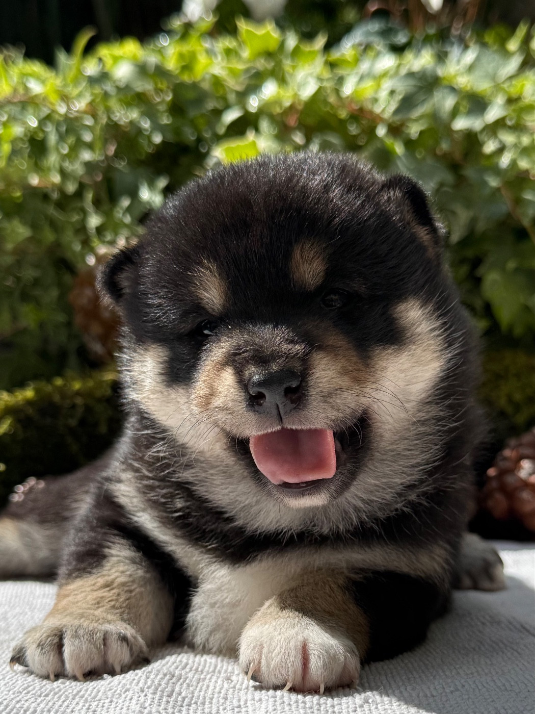 du Domaine du Clos Benoît - Chiots disponibles - Shiba