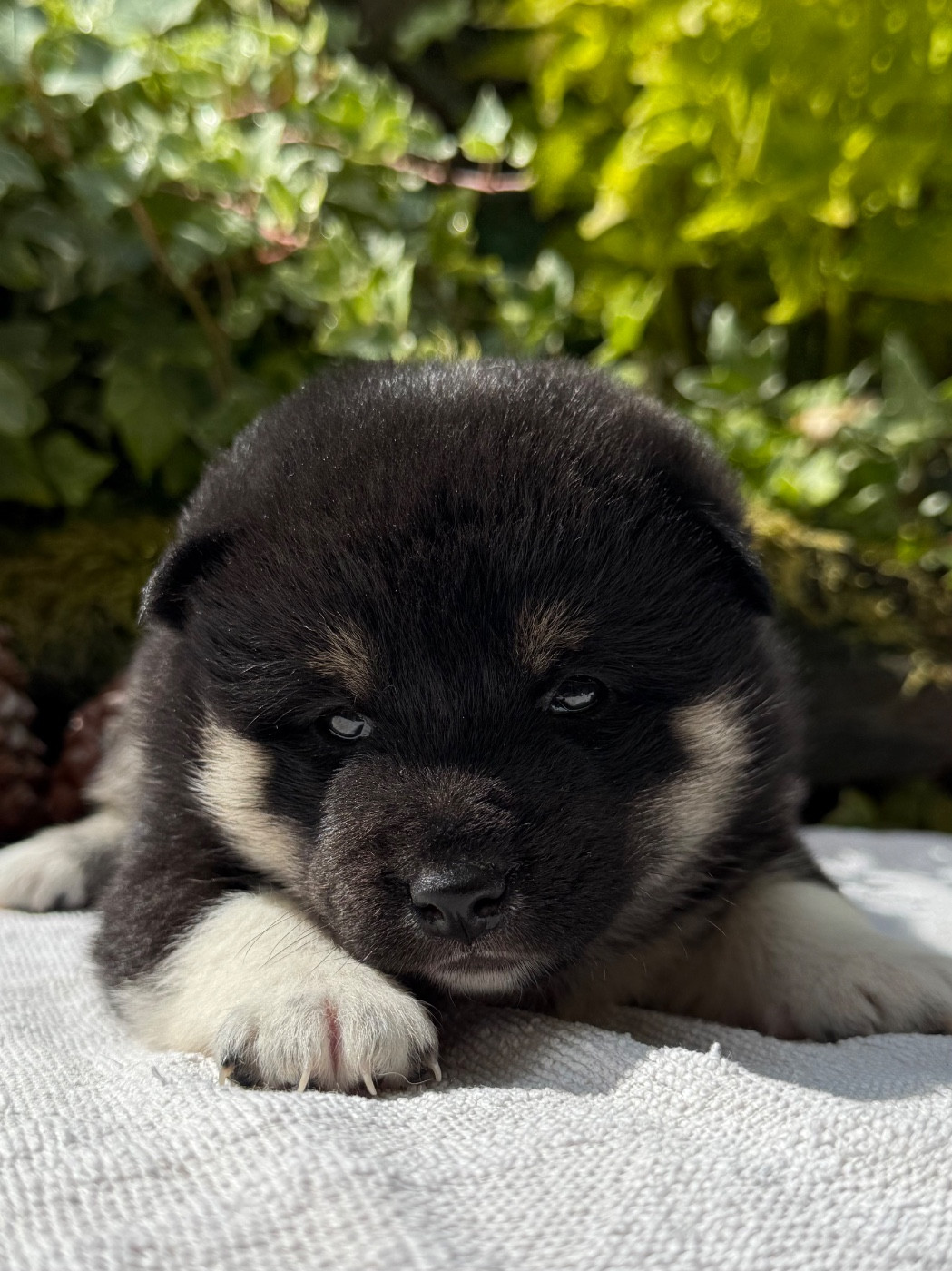 du Domaine du Clos Benoît - Chiots disponibles - Shiba