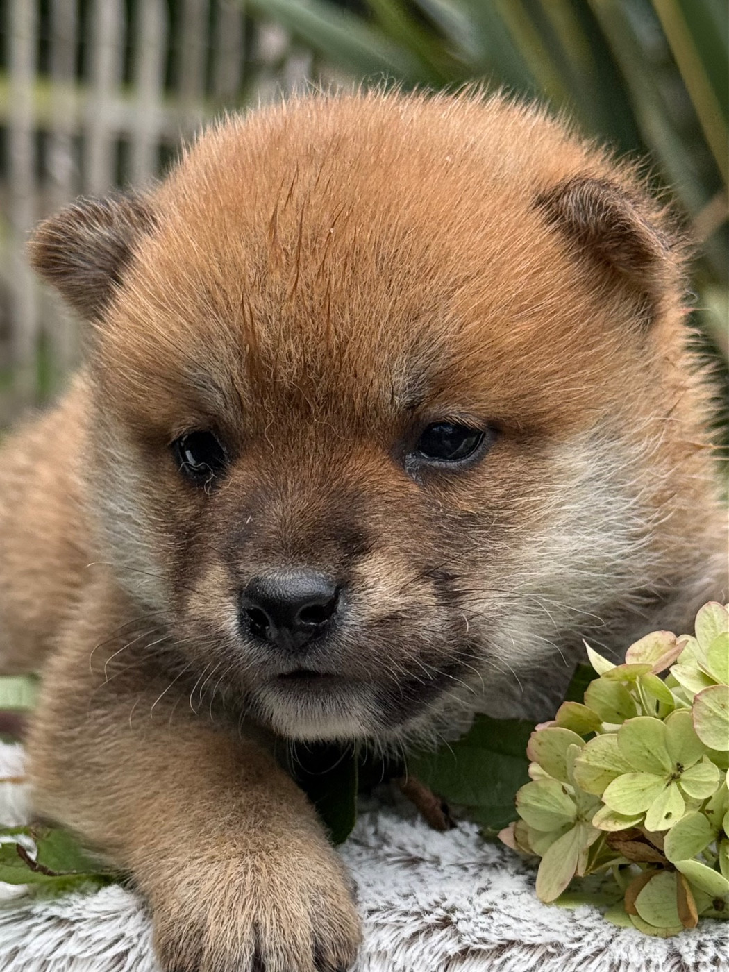 du Domaine du Clos Benoît - Chiots disponibles - Shiba