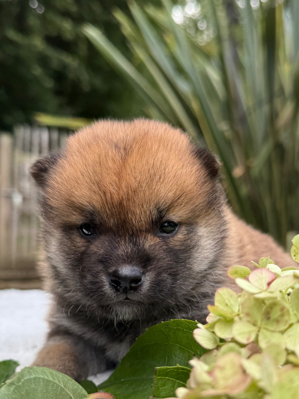 du Domaine du Clos Benoît - Chiots disponibles - Shiba