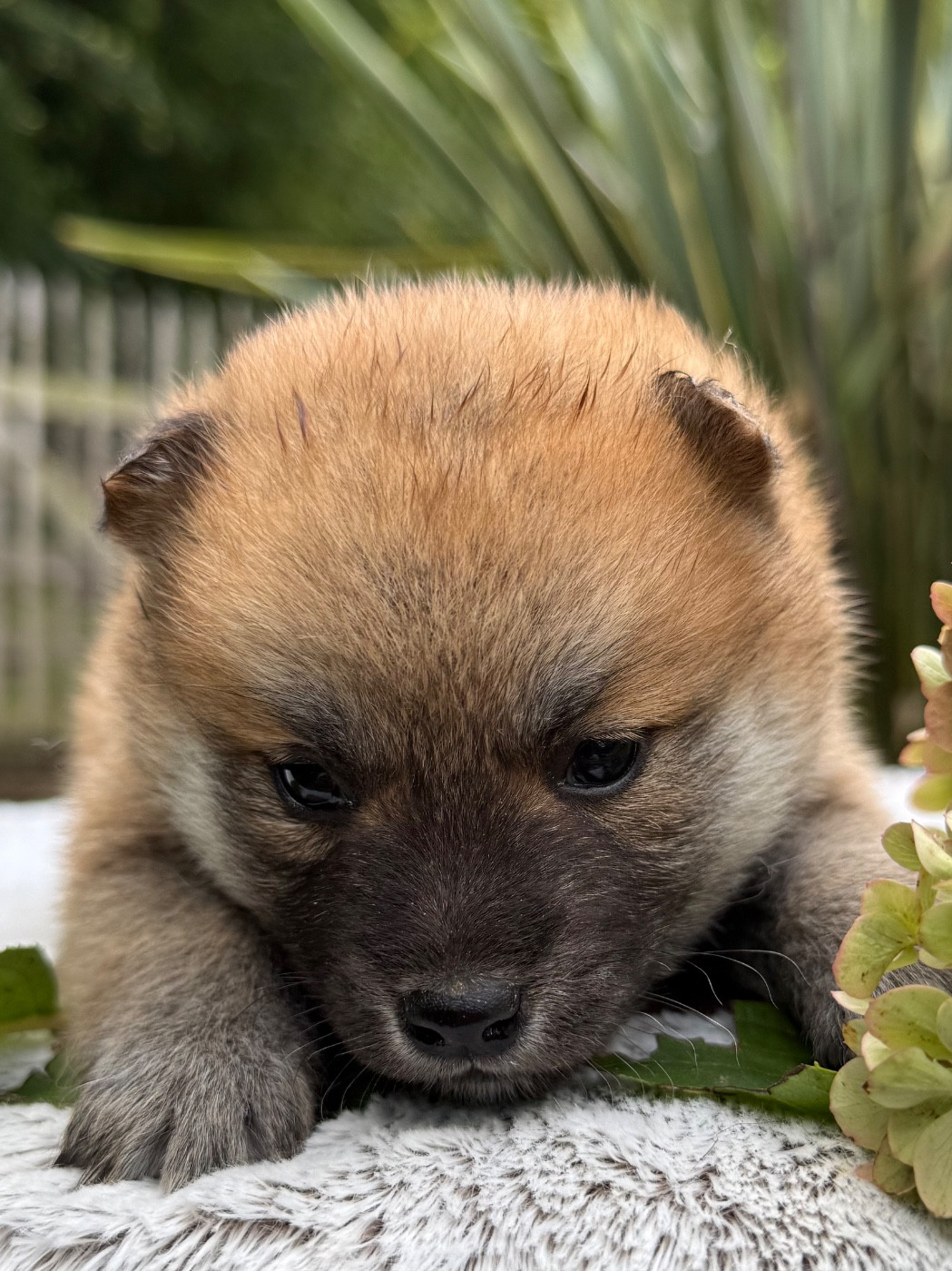 du Domaine du Clos Benoît - Chiots disponibles - Shiba
