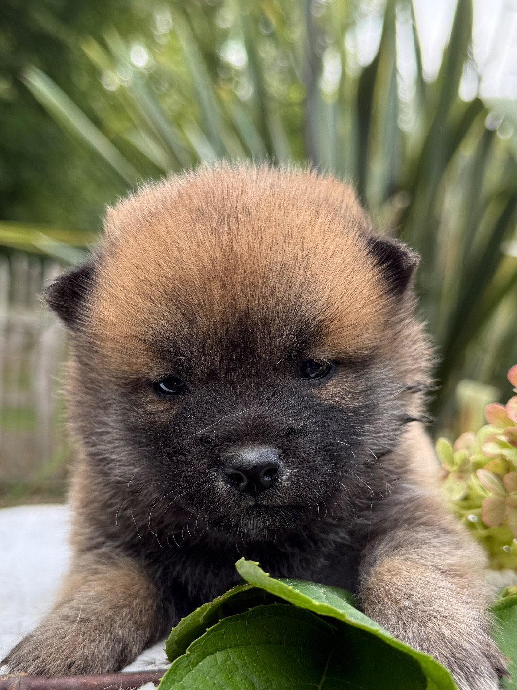 du Domaine du Clos Benoît - Chiots disponibles - Shiba