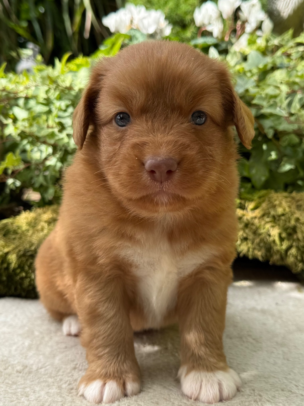 du Domaine du Clos Benoît - Chiots disponibles - Retriever de la Nouvelle-Ecosse