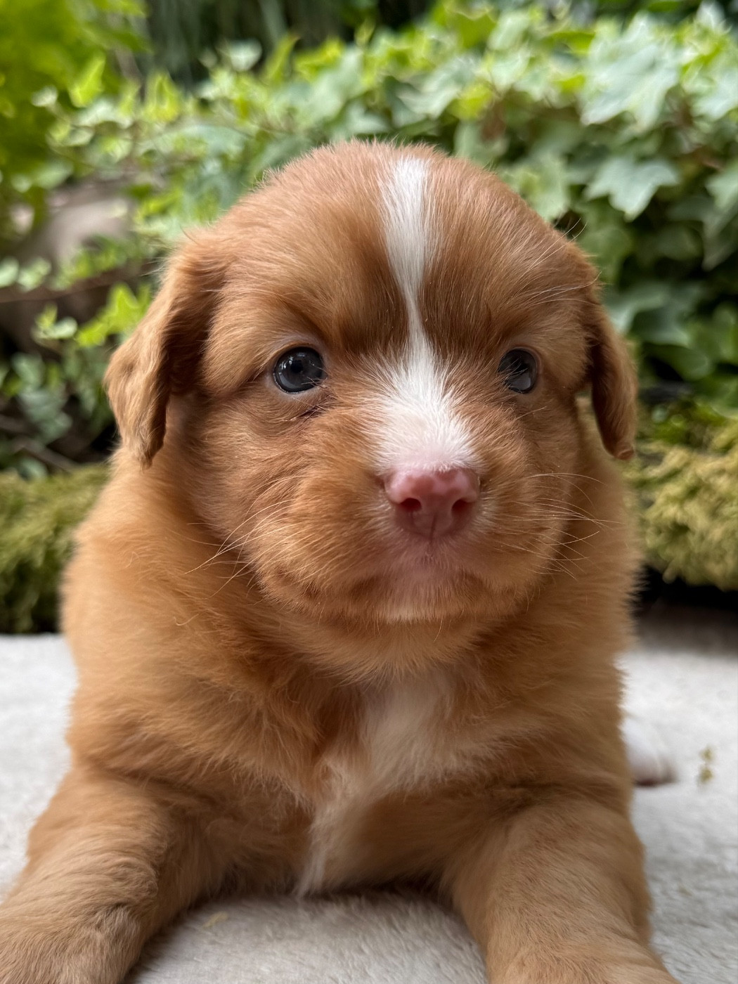du Domaine du Clos Benoît - Chiots disponibles - Retriever de la Nouvelle-Ecosse
