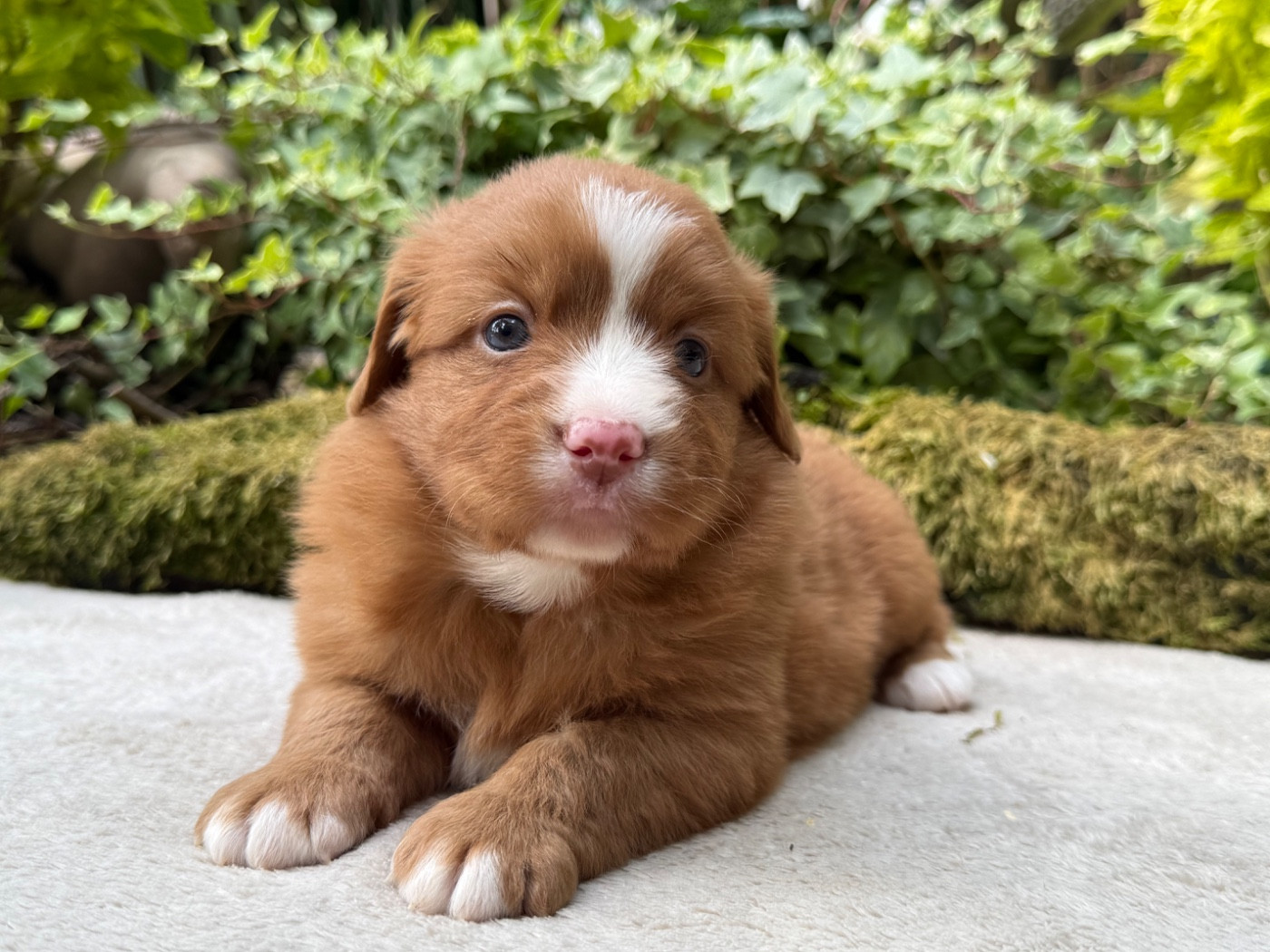 du Domaine du Clos Benoît - Chiots disponibles - Retriever de la Nouvelle-Ecosse