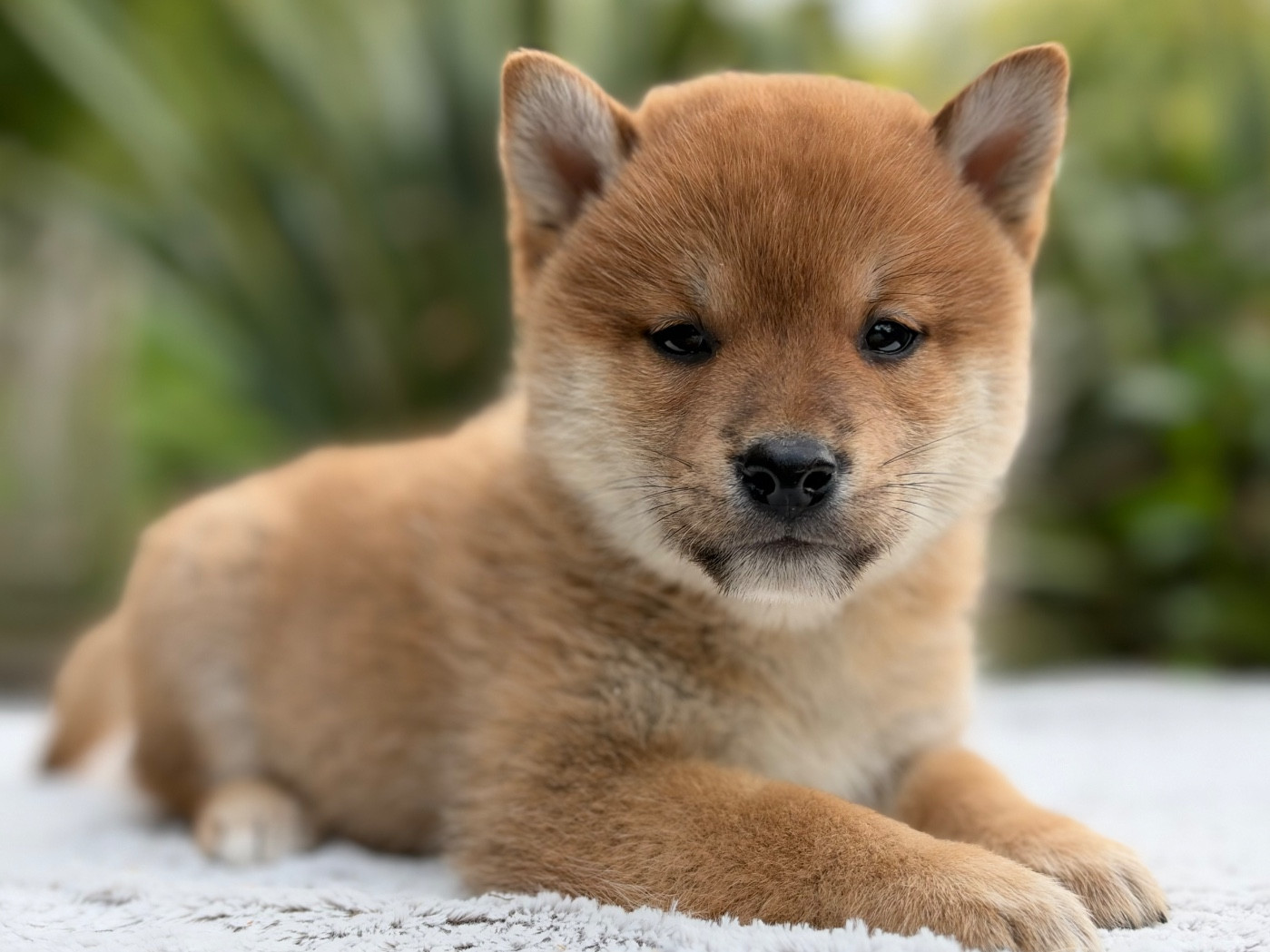 du Domaine du Clos Benoît - Chiots disponibles - Shiba