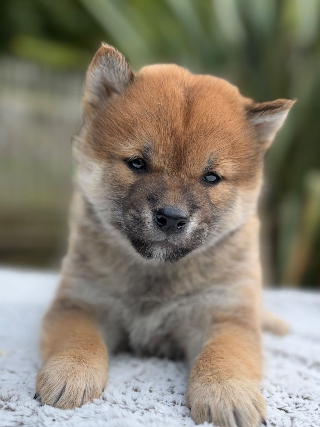 du Domaine du Clos Benoît - Chiots disponibles - Shiba