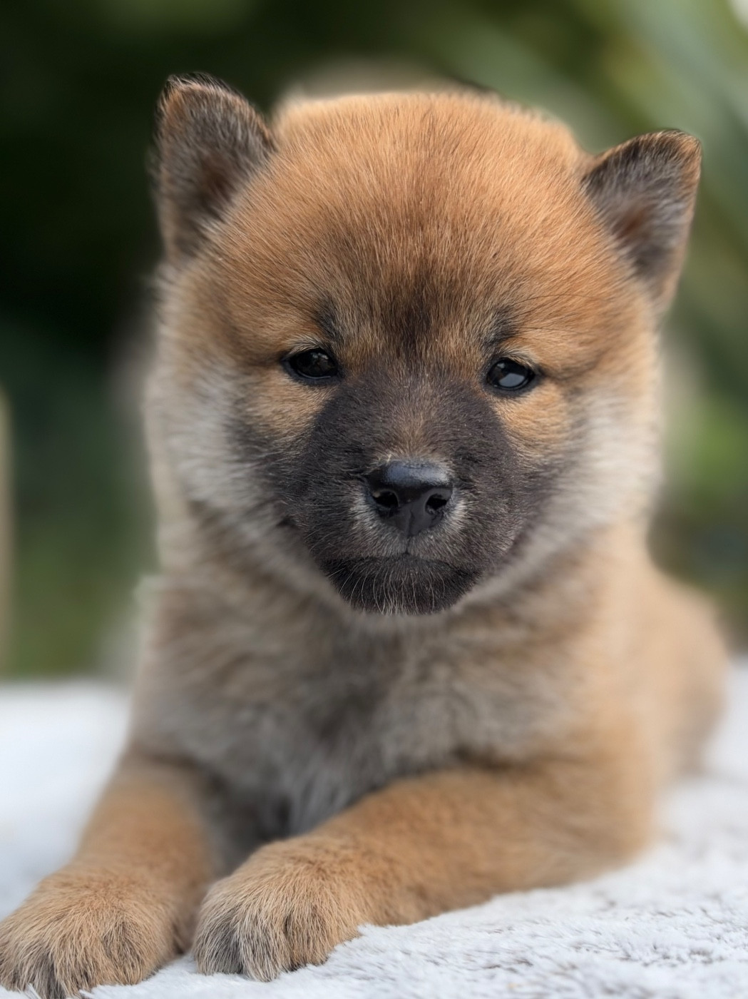 du Domaine du Clos Benoît - Chiots disponibles - Shiba