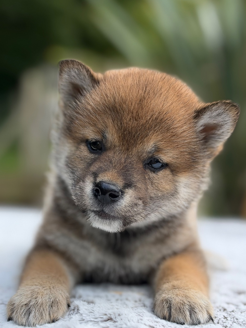 du Domaine du Clos Benoît - Chiots disponibles - Shiba