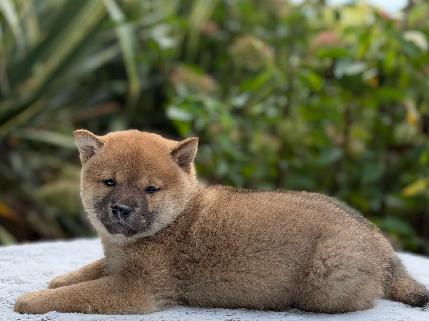 du Domaine du Clos Benoît - Chiots disponibles - Shiba