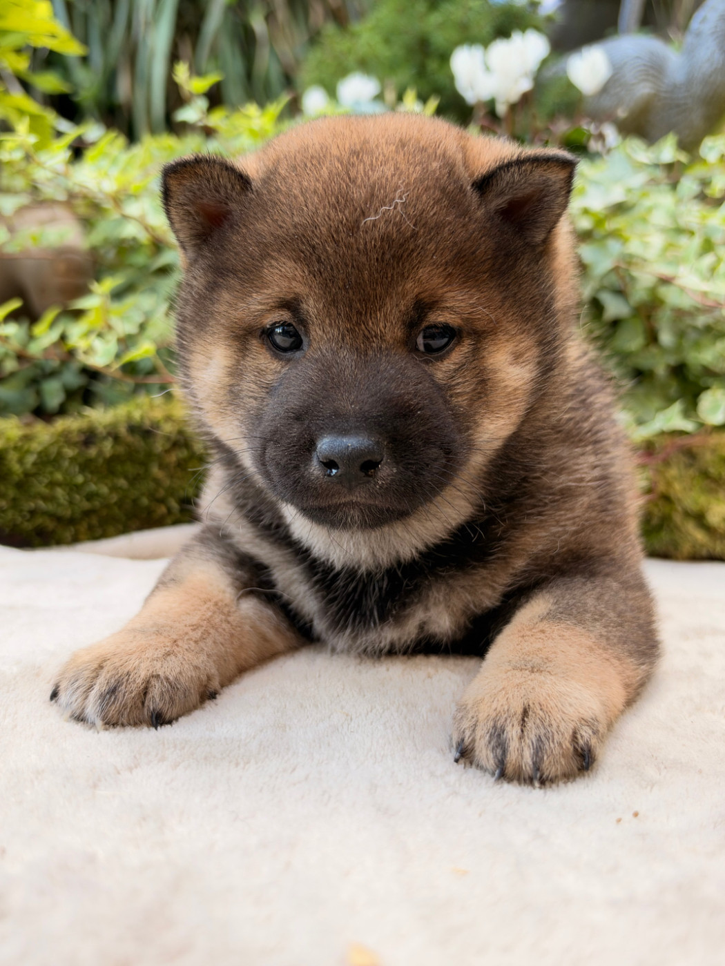 du Domaine du Clos Benoît - Chiots disponibles - Shiba