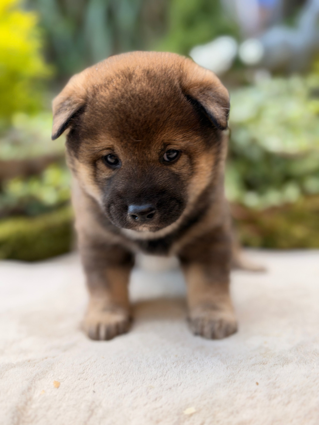 du Domaine du Clos Benoît - Chiots disponibles - Shiba