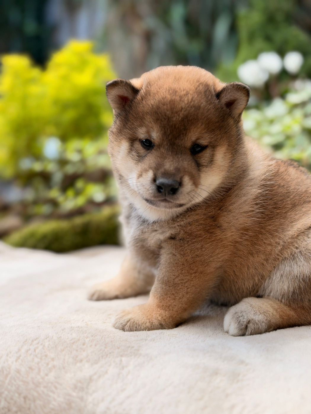 du Domaine du Clos Benoît - Chiots disponibles - Shiba