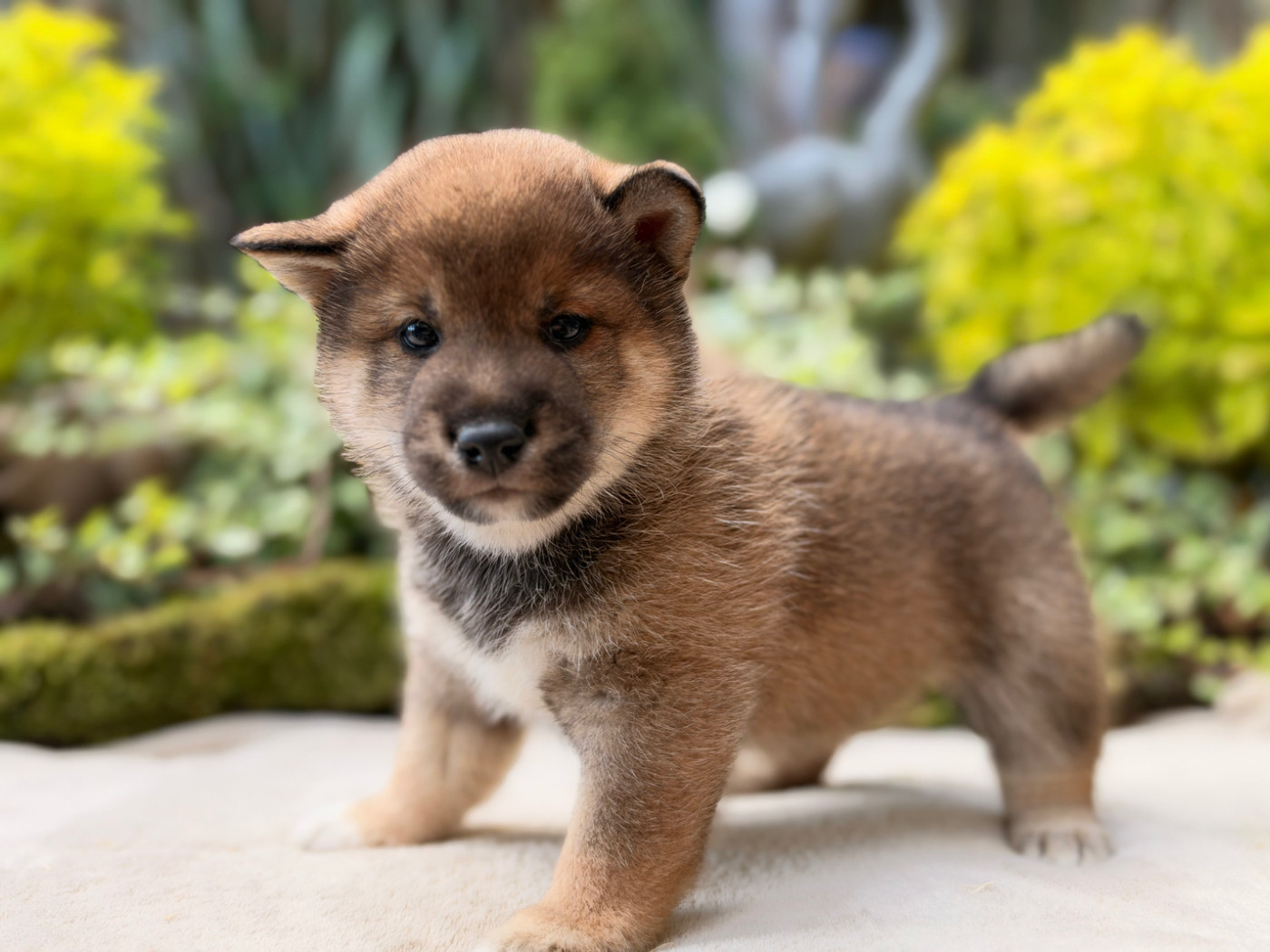 du Domaine du Clos Benoît - Chiots disponibles - Shiba