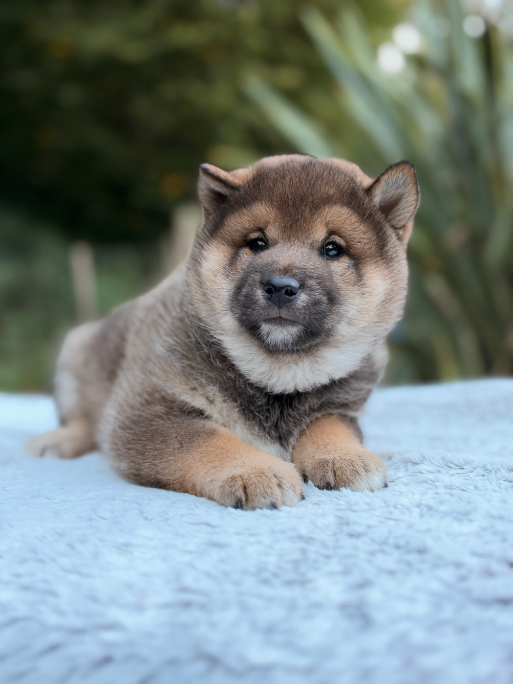du Domaine du Clos Benoît - Chiots disponibles - Shiba