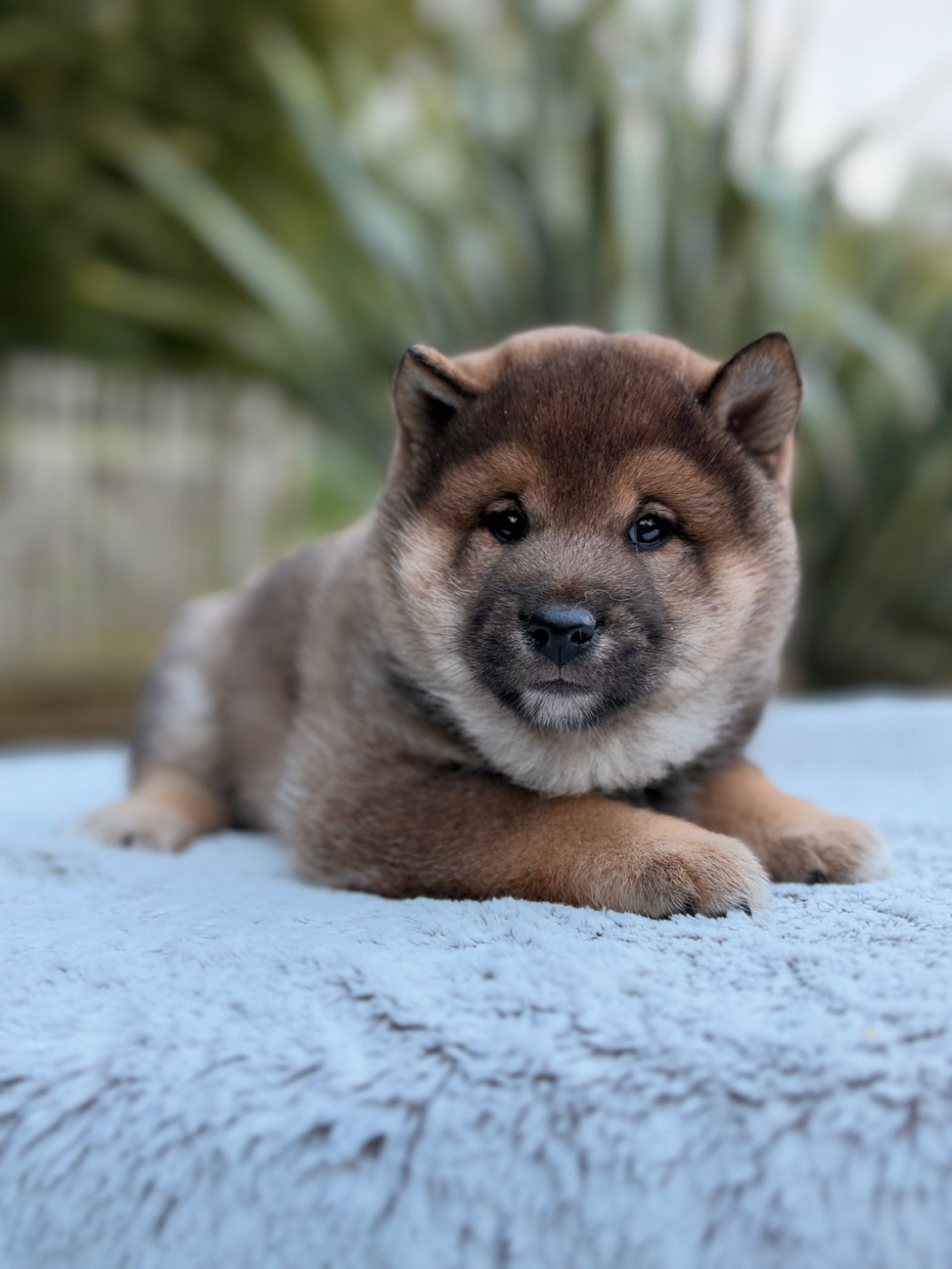 du Domaine du Clos Benoît - Chiots disponibles - Shiba