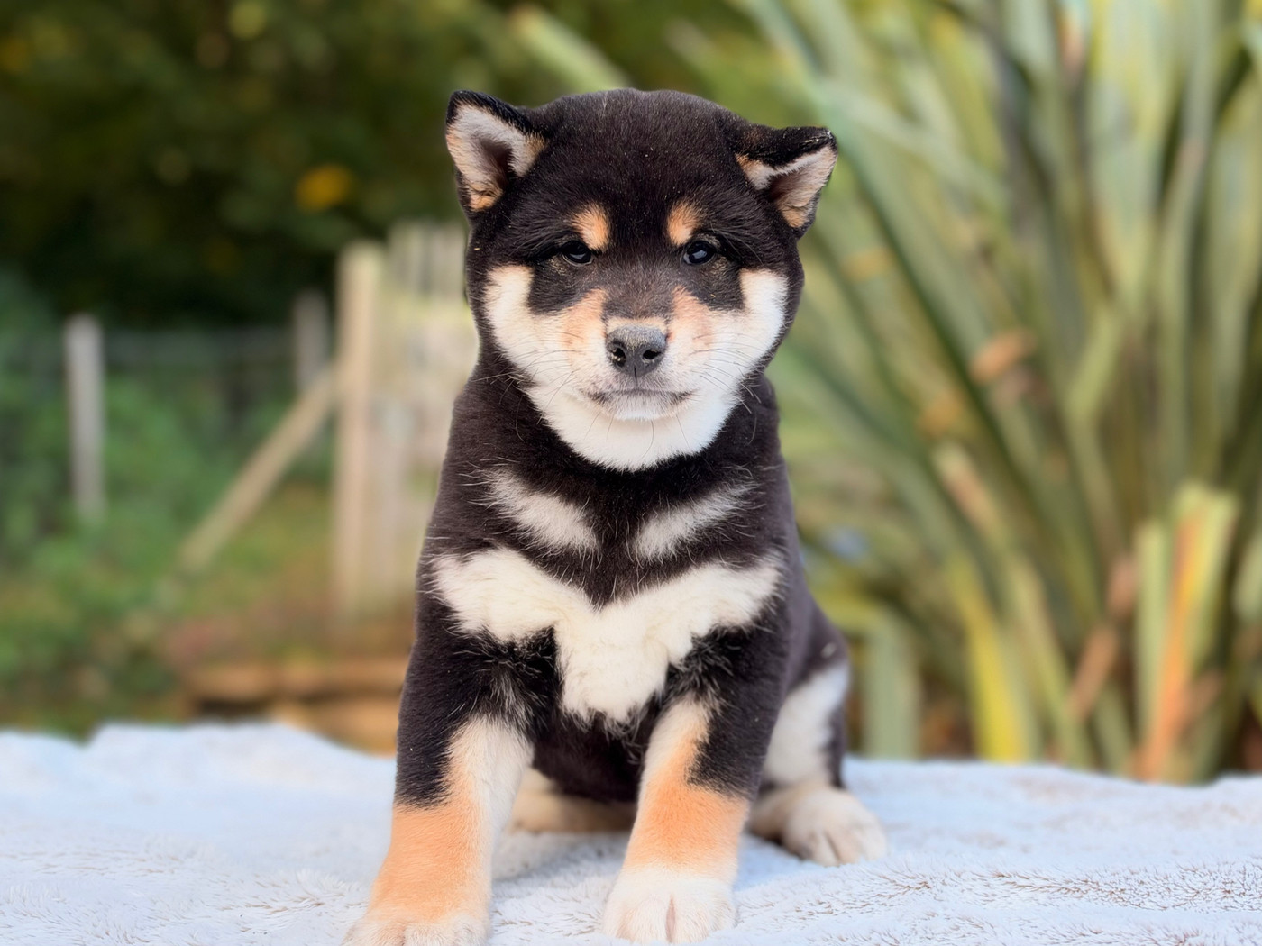 du Domaine du Clos Benoît - Chiots disponibles - Shiba