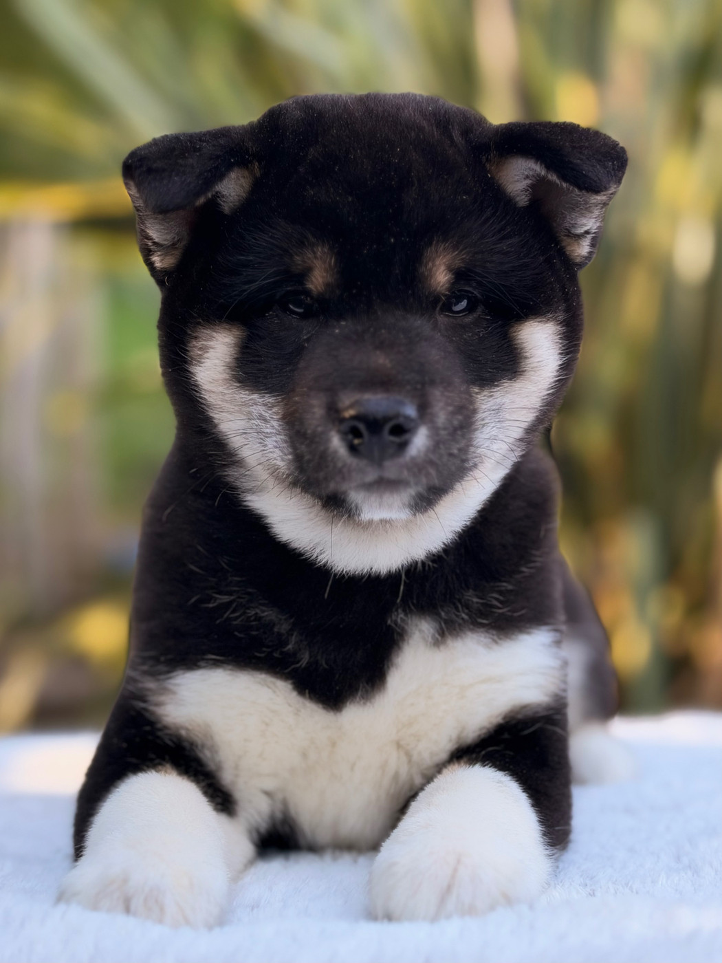 du Domaine du Clos Benoît - Chiots disponibles - Shiba
