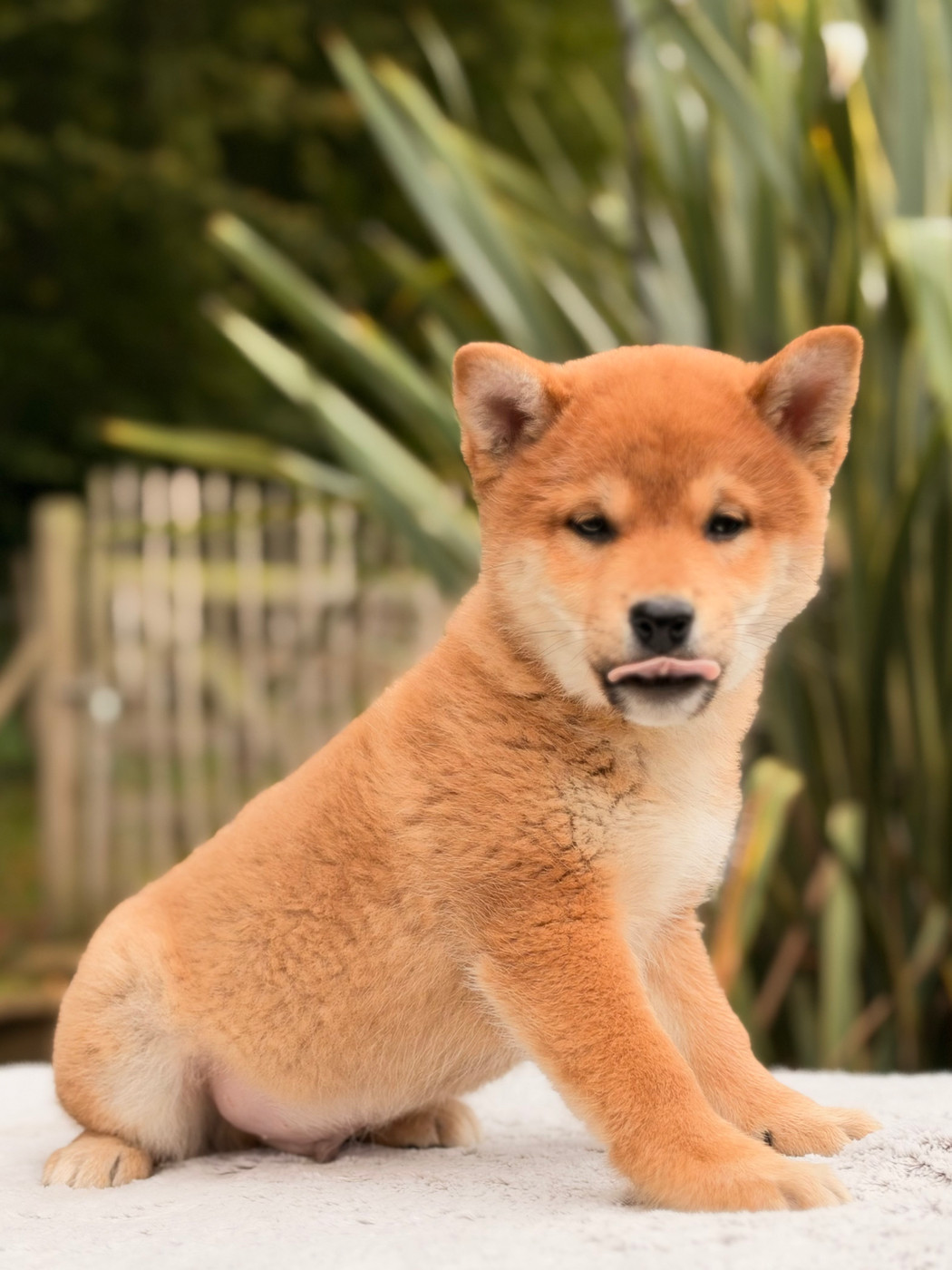 du Domaine du Clos Benoît - Chiots disponibles - Shiba