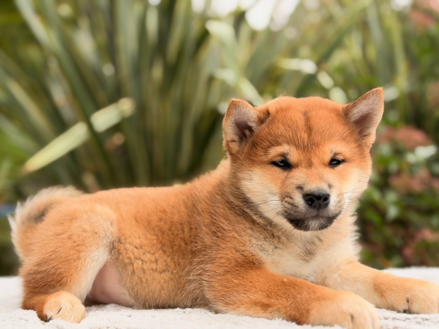 du Domaine du Clos Benoît - Chiots disponibles - Shiba
