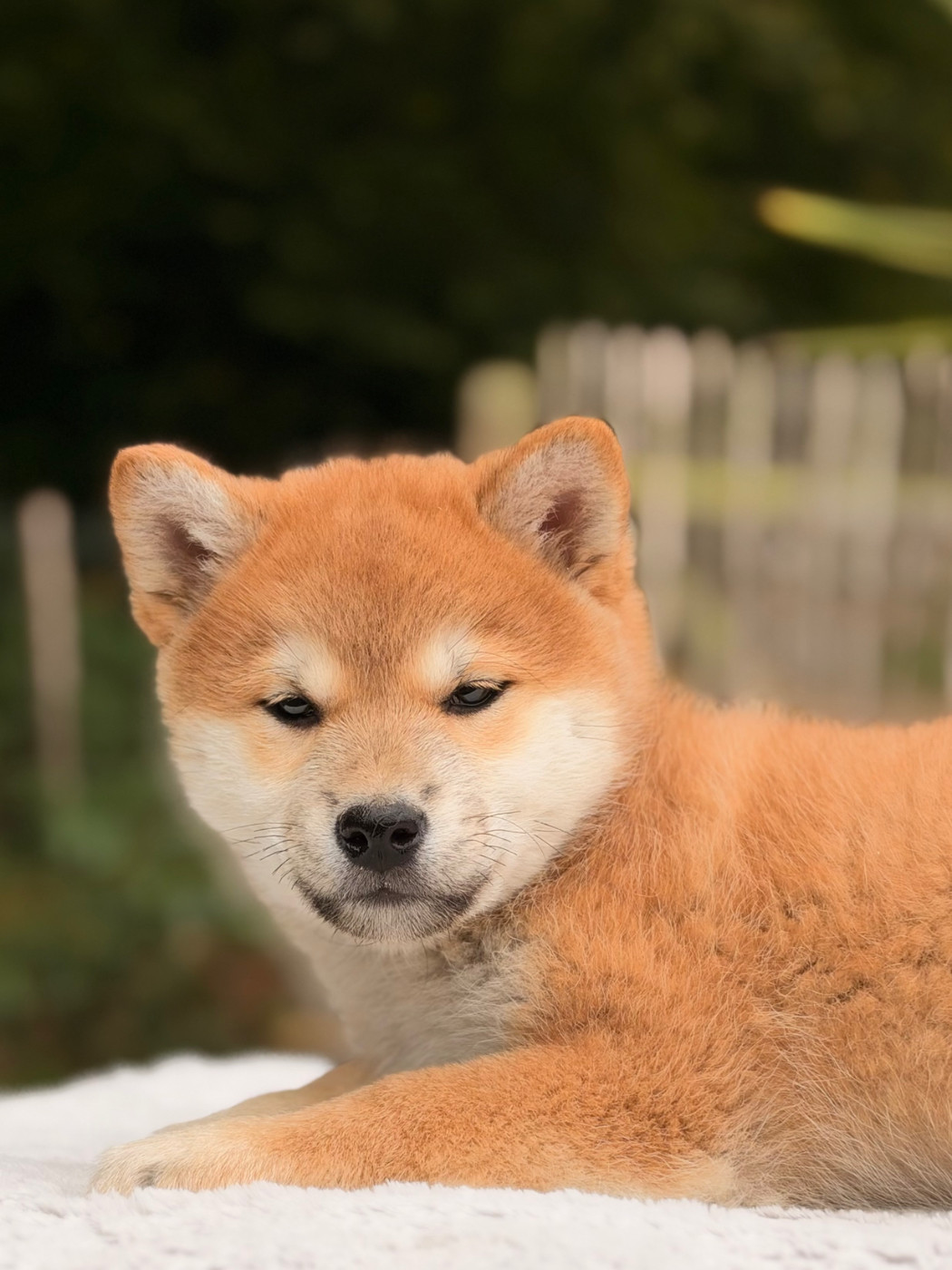 du Domaine du Clos Benoît - Chiots disponibles - Shiba