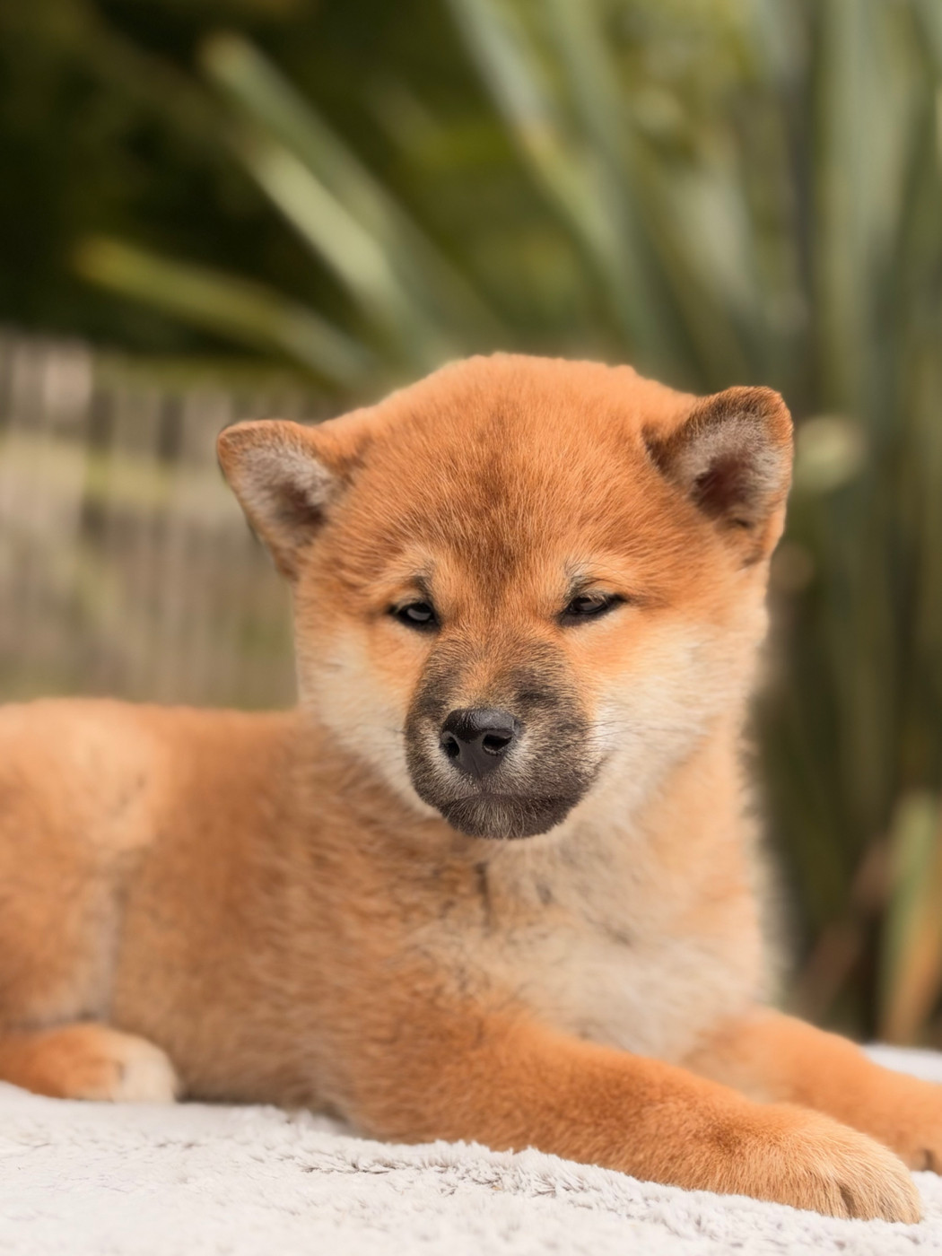 du Domaine du Clos Benoît - Chiots disponibles - Shiba