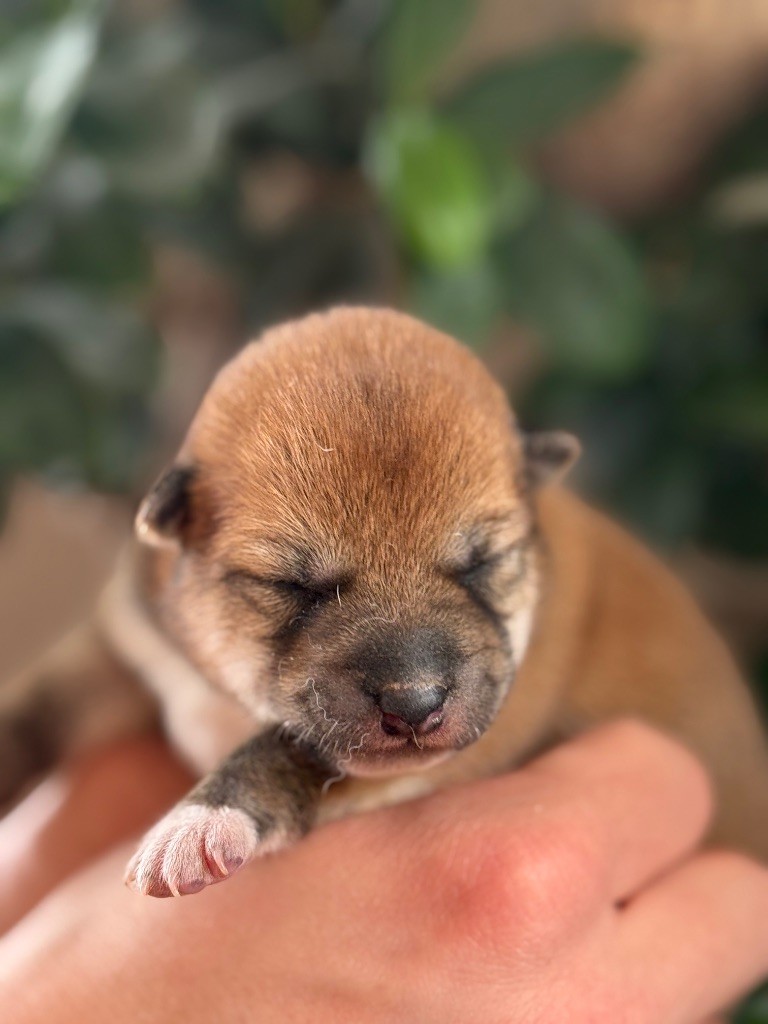 du Domaine du Clos Benoît - Chiots disponibles - Shiba