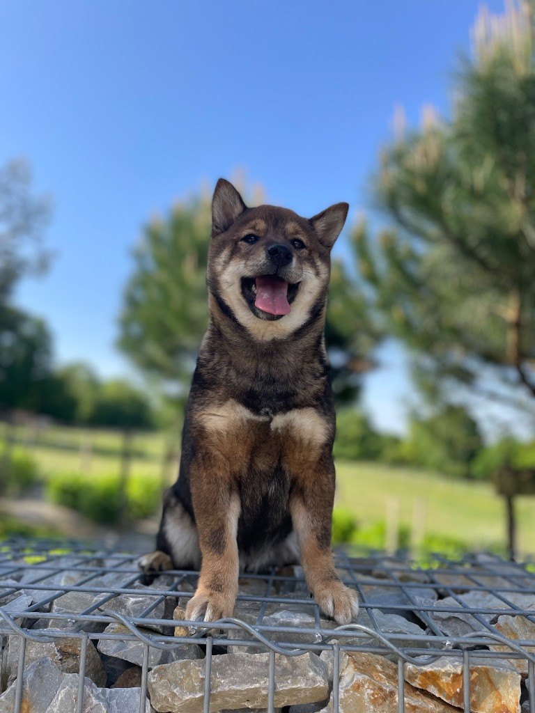 du Domaine du Clos Benoît - Chiots disponibles - Shiba