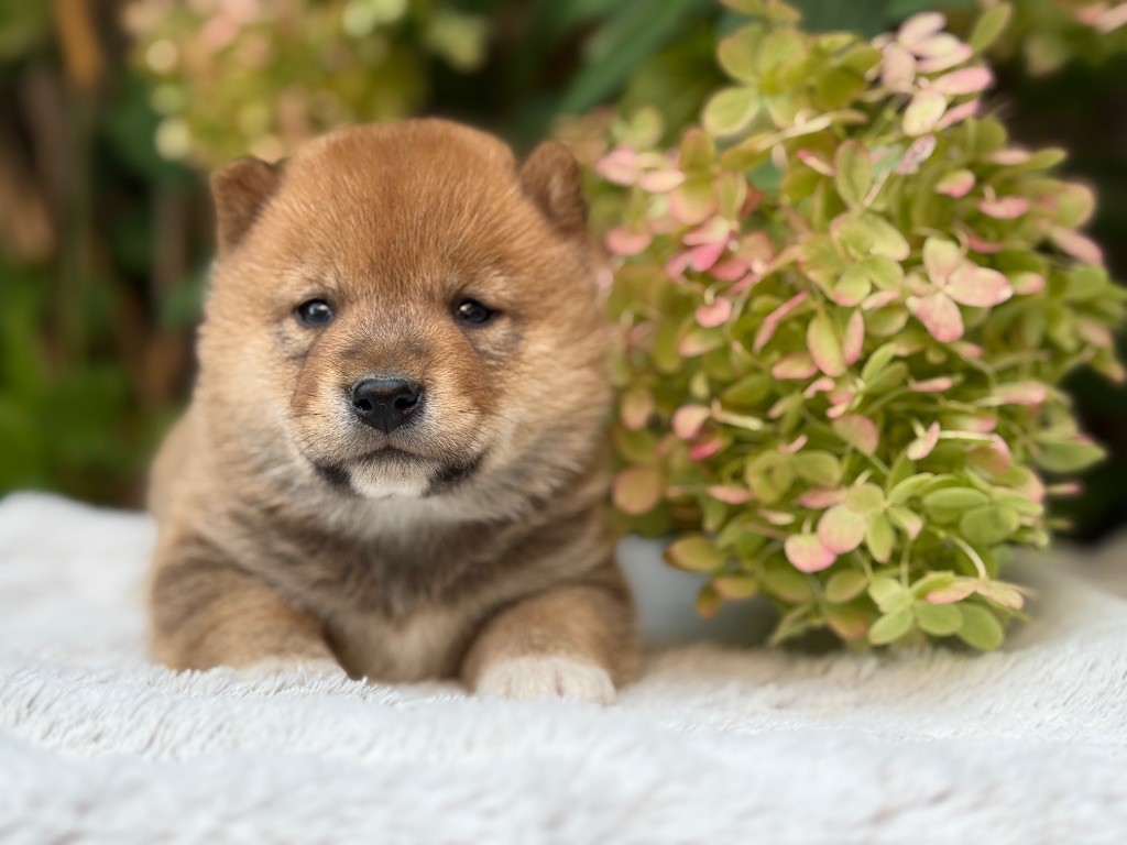 du Domaine du Clos Benoît - Chiots disponibles - Shiba