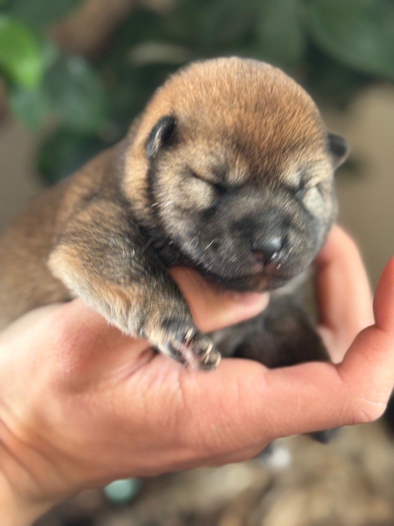 du Domaine du Clos Benoît - Chiots disponibles - Shiba