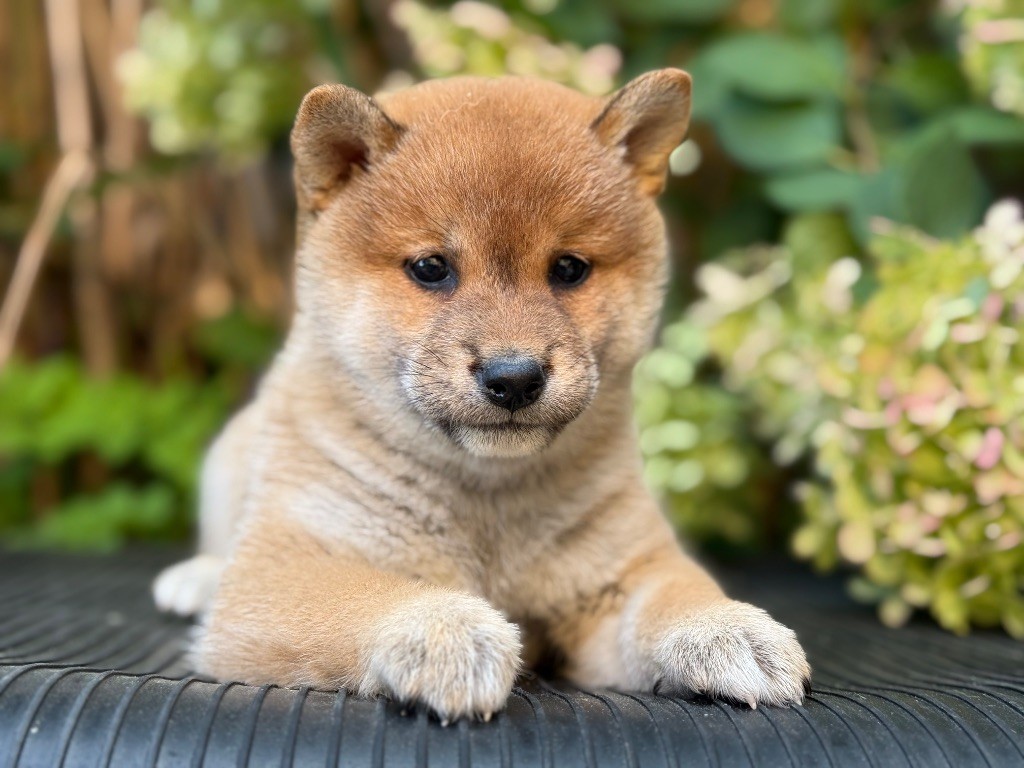 du Domaine du Clos Benoît - Chiots disponibles - Shiba