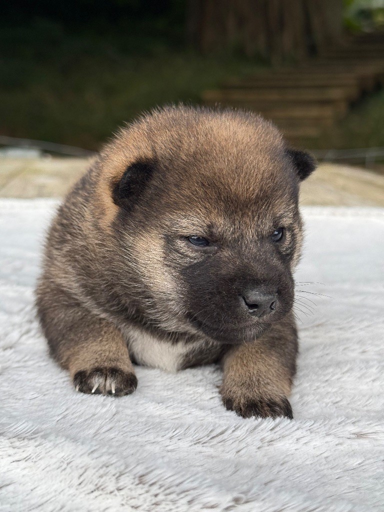 du Domaine du Clos Benoît - Chiots disponibles - Shiba