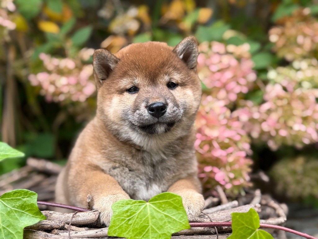 du Domaine du Clos Benoît - Chiots disponibles - Shiba